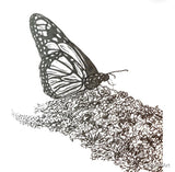 original art , black and white sketch of Martha Vineyard Butterfly on flowers