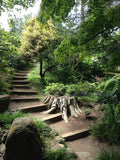 Going Up The Path - Botanical Garden, San Francisco, California