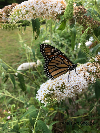 Digital Photo Download of Monarch butterflies and flowers in the summer at Martha's Vineyard, nature photography