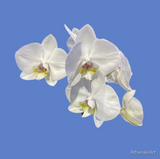 What orchids in bloom in cornflower blue background